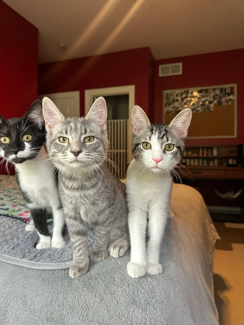 A baby medium-sized female Tabby (Gray / Blue / Silver) Domestic Short Hair cat named Mereoleona for adoption in Hartville, OH