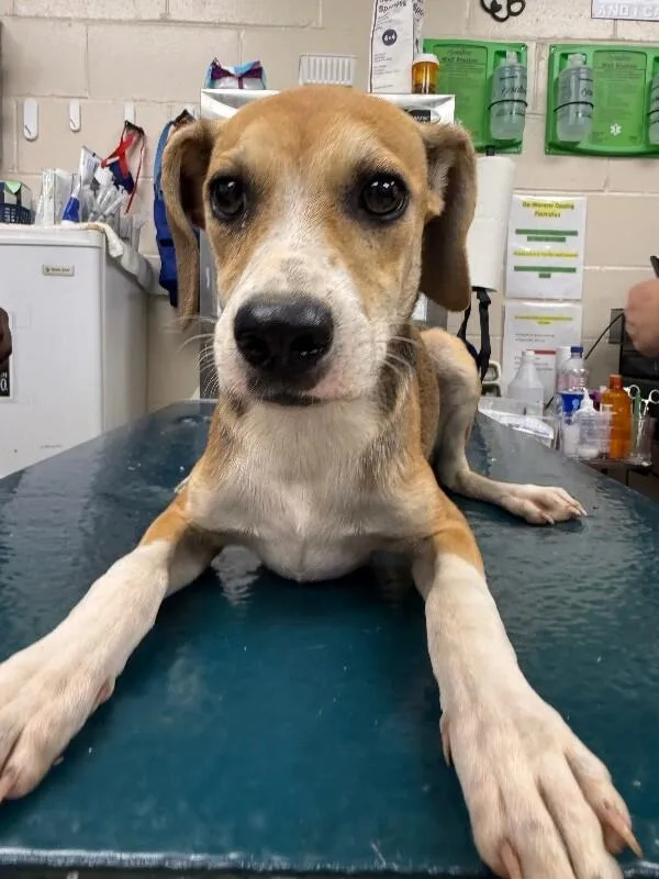 An adult medium-sized male Tricolor (Brown, Black, & White) Mixed Breed dog named Lex for adoption in Mobile, AL