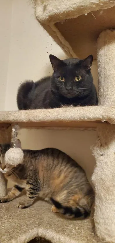 An adult large-sized male Black Domestic Short Hair cat named Patches for adoption in Liverpool, TX
