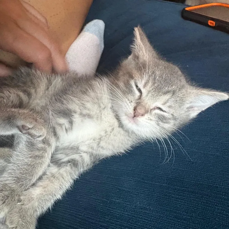 A baby small-sized female Gray / Blue / Silver Domestic Short Hair cat named Marge for adoption in La Grange, KY