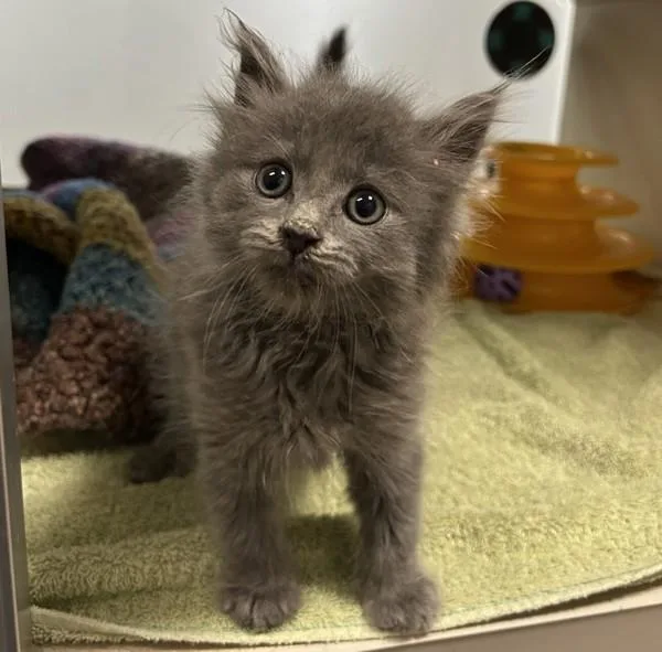 A baby small-sized male Domestic Medium Hair cat named Earl Grey for adoption in Oakland, CA
