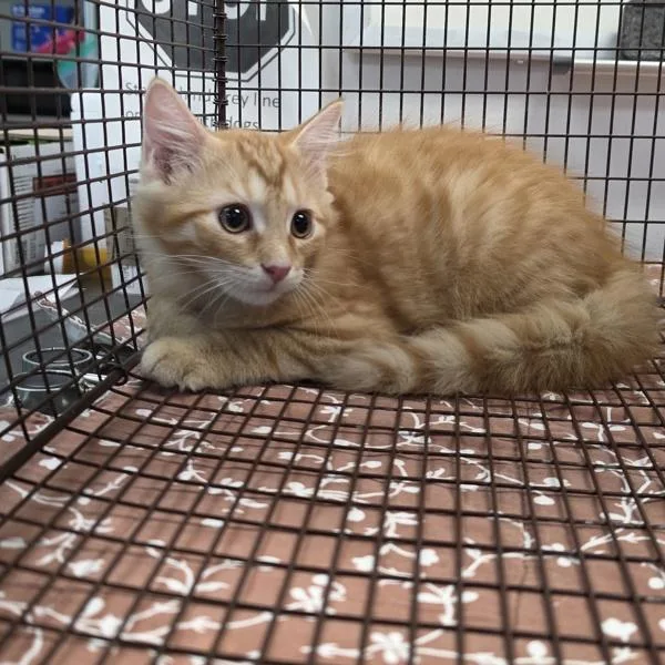 A baby small-sized male Domestic Short Hair cat named Maverick for adoption in Des Moines, IA