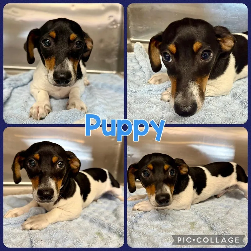 A baby small-sized male White / Cream Jack Russell Terrier dog named Puppy for adoption in Opelika, AL