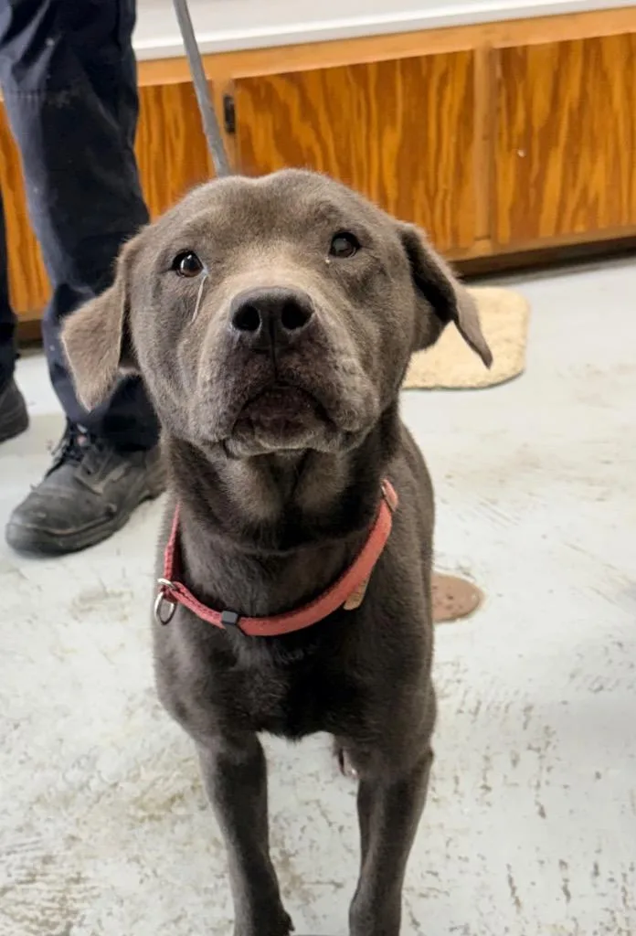 An adult medium-sized female Pit Bull Terrier dog named Veda for adoption in North Vernon, IN