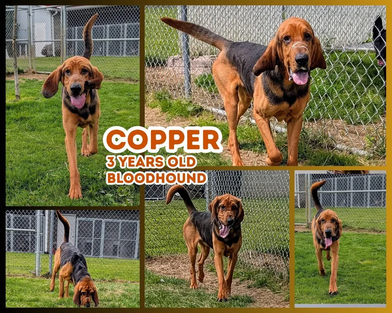 An adult large-sized male Black Bloodhound dog named Copper for adoption in Franklin, IN