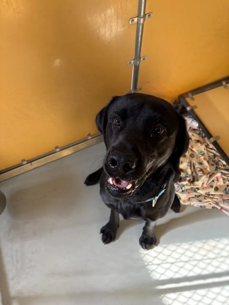 A young medium-sized male Labrador Retriever dog named Ford for adoption in Culpeper, VA