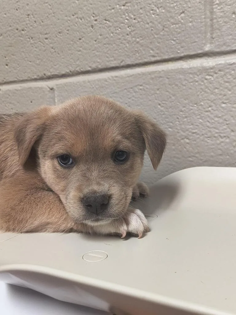 Shamrock thumbnail 2