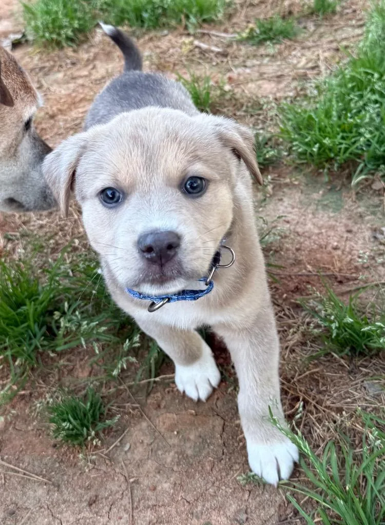 Shamrock thumbnail 3