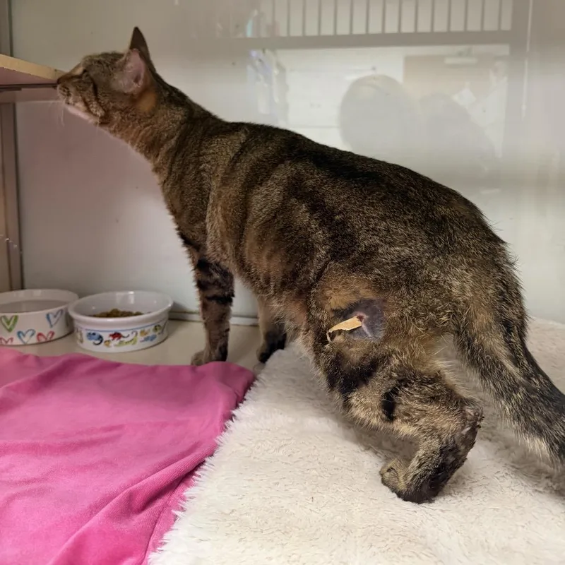 An adult small-sized female Brown / Chocolate Domestic Short Hair cat named Louanne for adoption in Houston, TX