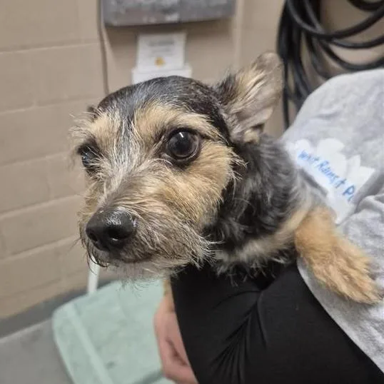 An adult small-sized male Black Yorkshire Terrier dog named Kenobi for adoption in Tacoma, WA