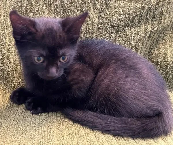A baby small-sized male Domestic Short Hair cat named Taco for adoption in Staten Island, NY
