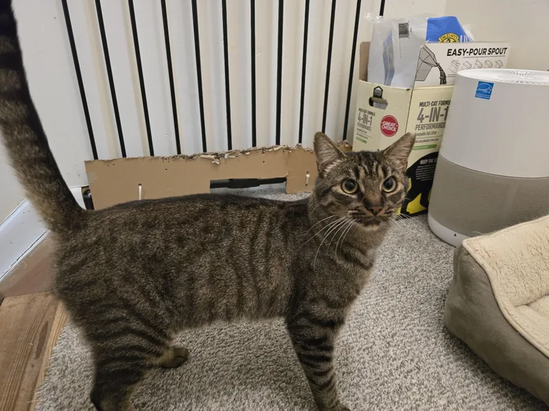 An adult medium-sized female Tabby cat named Whitney for adoption in Woodbridge, NJ