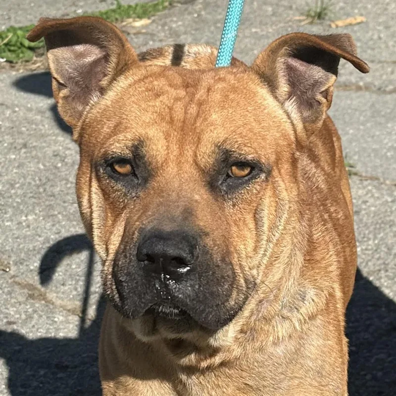 An adult medium-sized male Red / Chestnut / Orange Shar-Pei dog named Dennis | Bandit for adoption in Jacksonville, AR