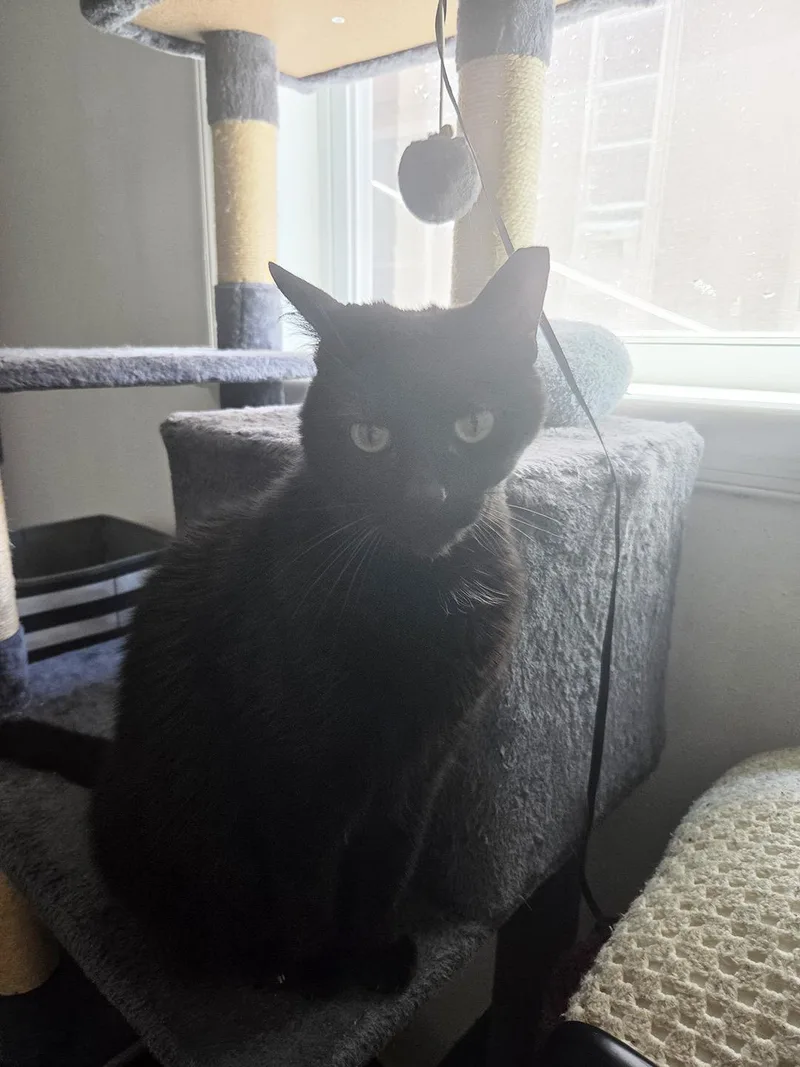A senior large-sized male Domestic Short Hair cat named Newt Kuss for adoption in Philadelphia, PA