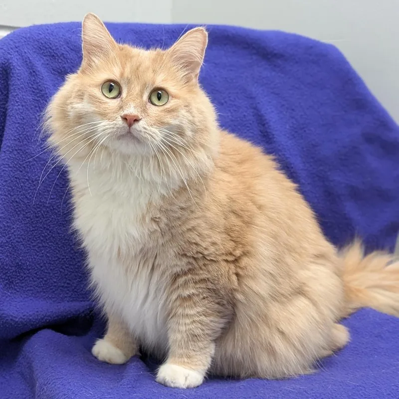 An adult extra large-sized male Orange / Red Domestic Long Hair cat named Lyonel for adoption in Brookfield, WI