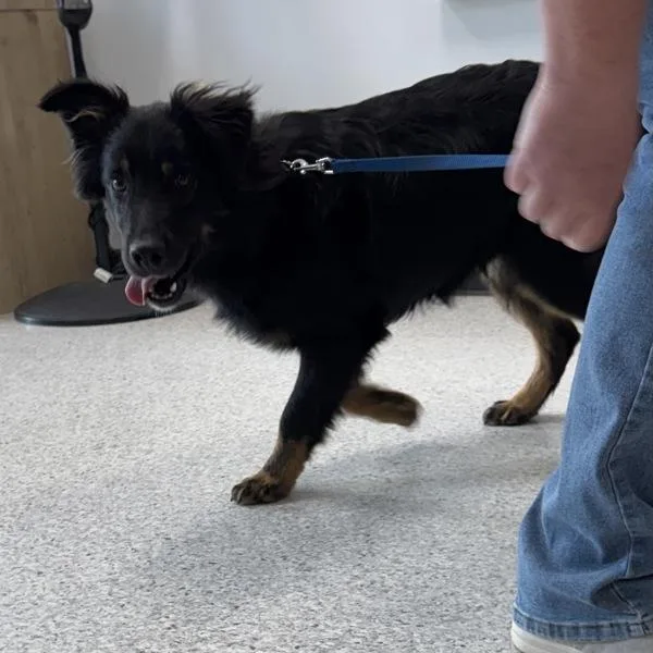 A young medium-sized male Australian Shepherd dog named Georgie for adoption in Des Moines, IA