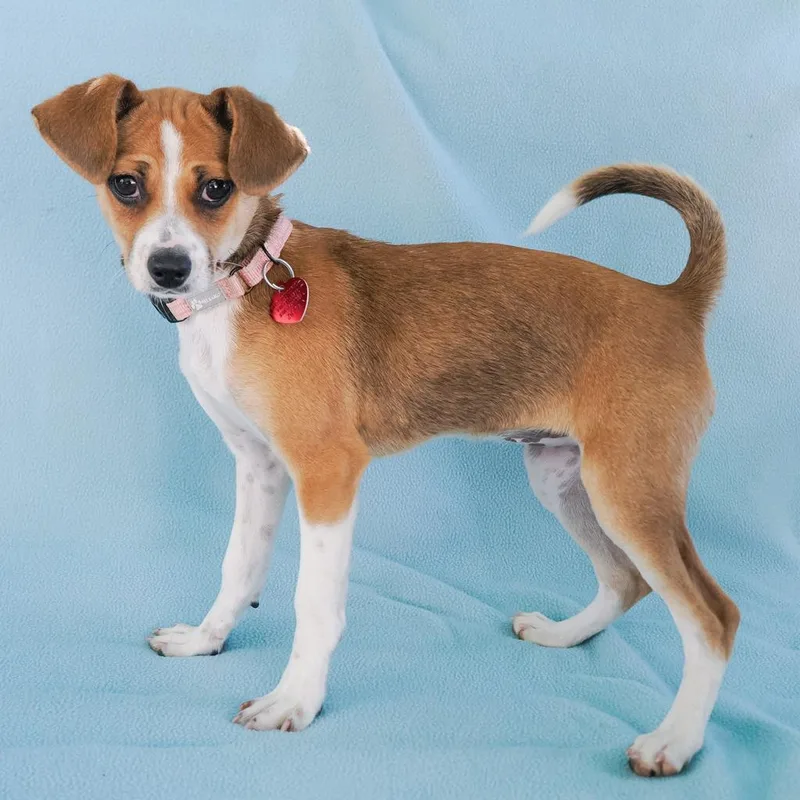 A baby small-sized female Brown / Chocolate Beagle dog named Bellini for adoption in Point Richmond, CA