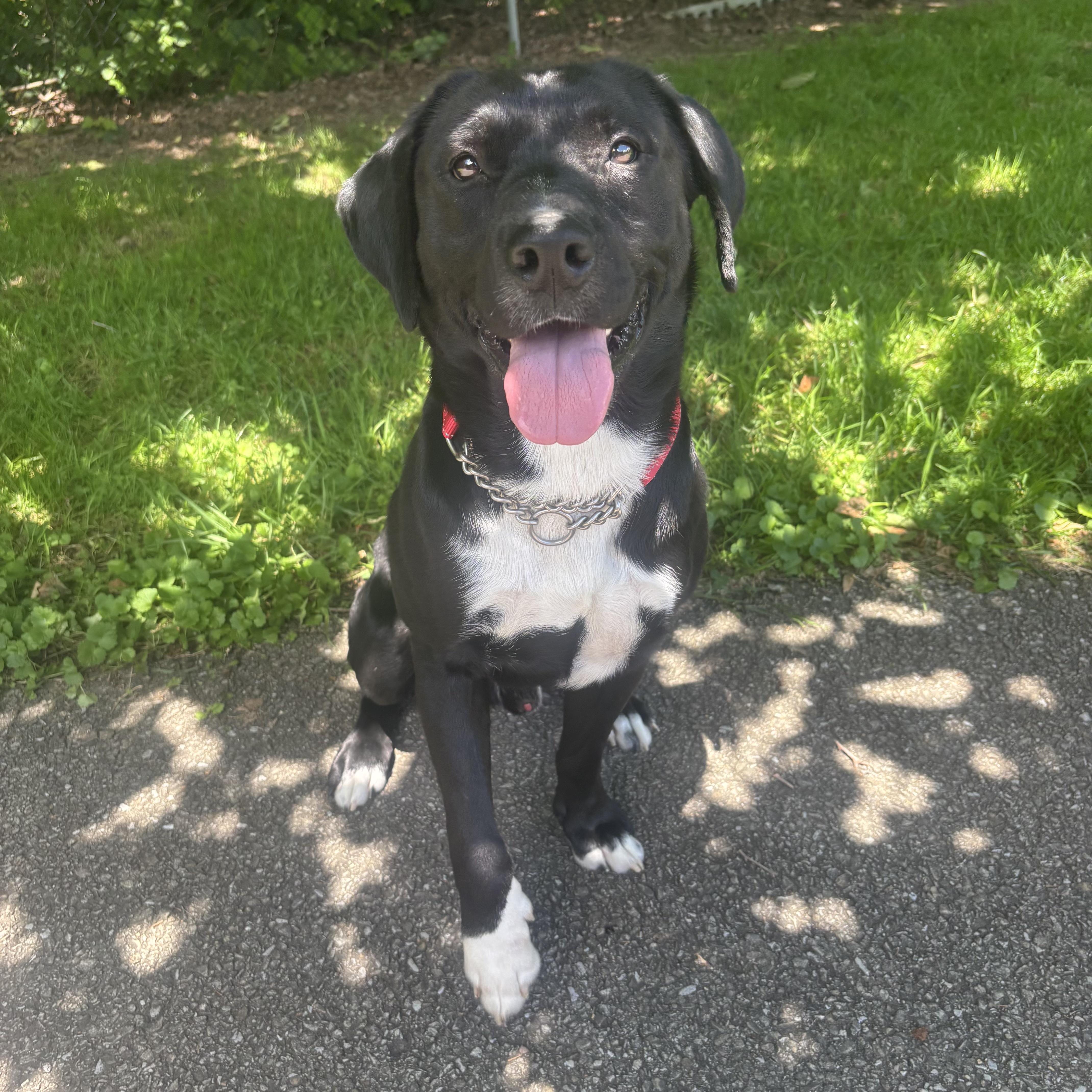 A young medium-sized male Black Pointer dog named Remington for adoption in Waynesburg, PA