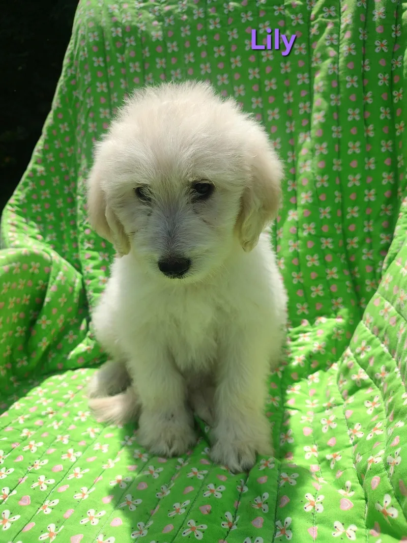 A baby large-sized female Great Pyrenees dog named Lily for adoption in Croydon, NH