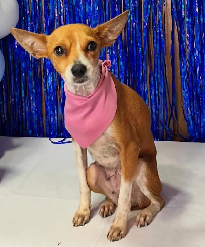 An adult small-sized female Red / Chestnut / Orange Chihuahua dog named Samantha for adoption in Staten Island, NY