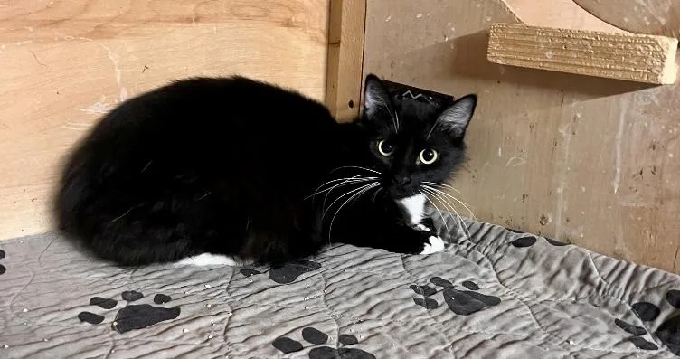 A young medium-sized female Black & White / Tuxedo Tuxedo cat named Soufflé for adoption in Mira Loma, CA