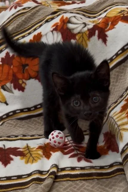 A baby small-sized male Domestic Short Hair cat named Jinx for adoption in San Jose, CA