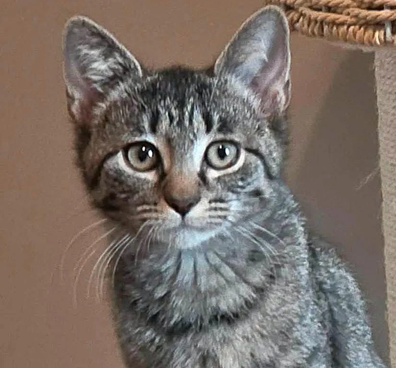A baby medium-sized female Tabby (Gray / Blue / Silver) Domestic Short Hair cat named Blue for adoption in Kansas City, KS