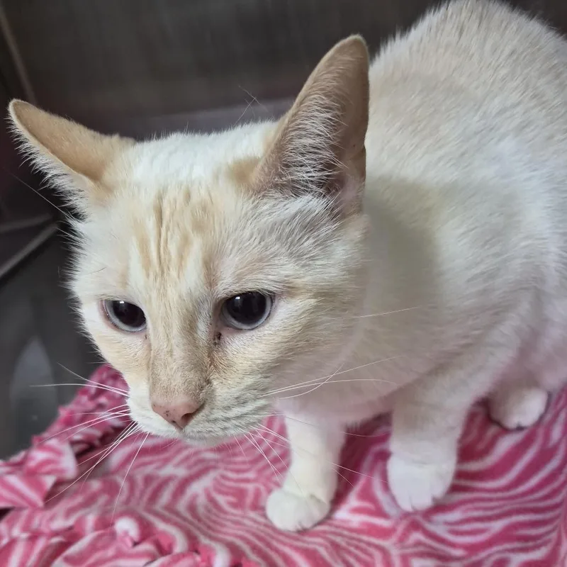 Chloe flame point
