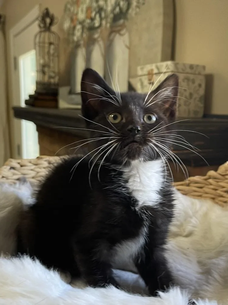 A baby small-sized male Black & White / Tuxedo Domestic Short Hair cat named Revere for adoption in Virginia Beach, VA