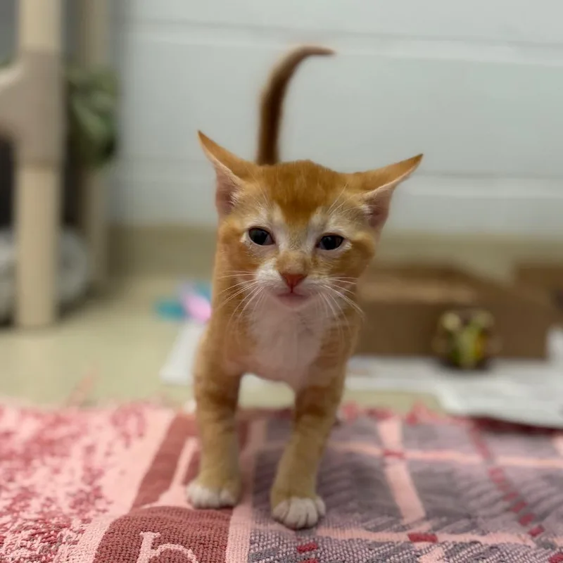 A baby small-sized male Orange / Red Domestic Short Hair cat named Marmalade for adoption in Marshall, VA