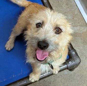 A baby small-sized male Yellow / Tan / Blond / Fawn Terrier dog named Fendi for adoption in Bedford Hills, NY