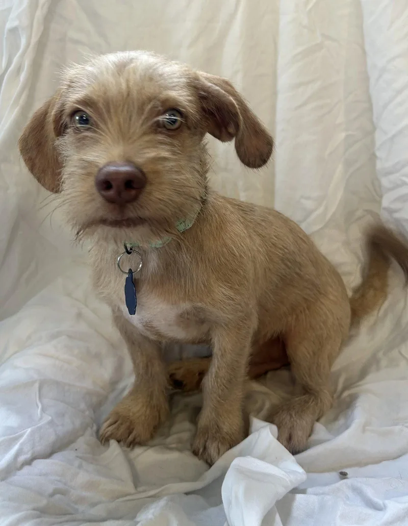 A baby small-sized male Terrier dog named Custard for adoption in Pipe Creek, TX