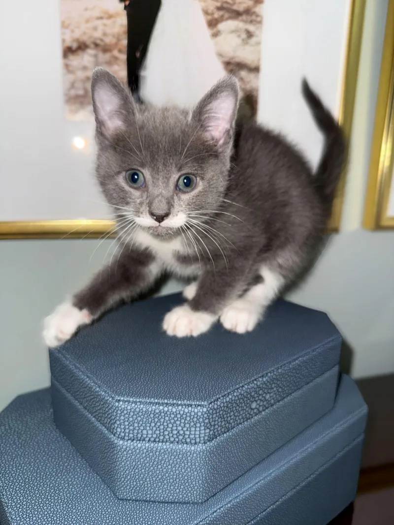 A baby medium-sized female Gray & White Domestic Short Hair cat named Mariepierre for adoption in Columbia, SC