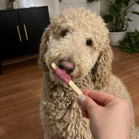 An adult medium-sized male Apricot / Beige Goldendoodle dog named Sebastian for adoption in Newark, NJ