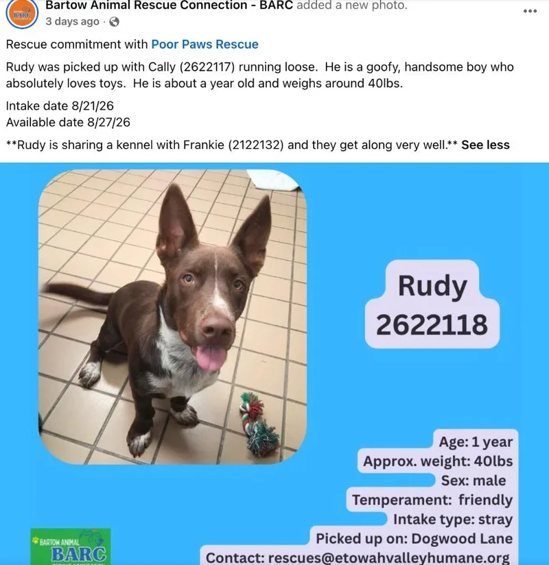 A young medium-sized male Mixed Breed dog named Zeke for adoption in Crossville, TN
