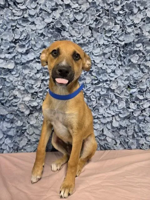 A young small-sized male Shepherd dog named Pinky for adoption in Bakersfield, CA