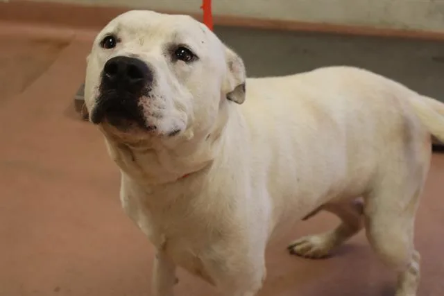 An adult large-sized male Mixed Breed dog named Rails for adoption in Columbia, SC