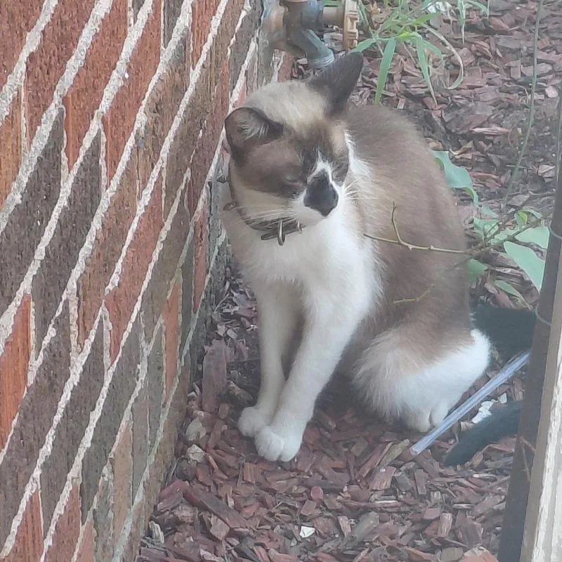Ollie