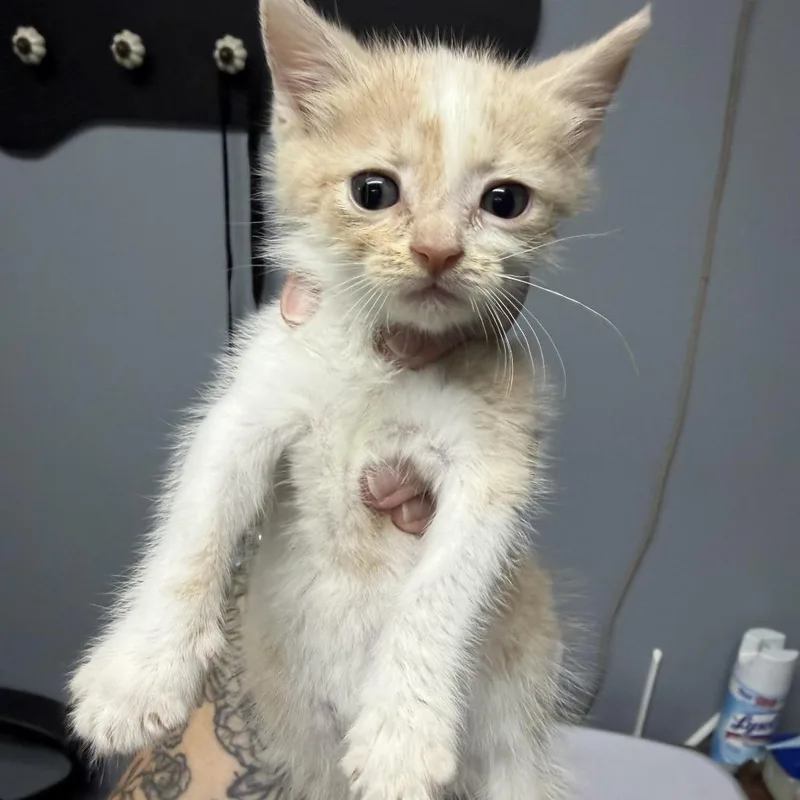 A baby small-sized male Orange / Red Domestic Short Hair cat named Jethro for adoption in Marion, VA