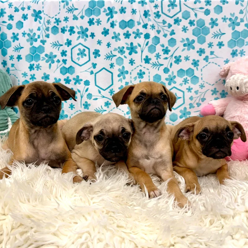 A baby small-sized female Yellow / Tan / Blond / Fawn Puggle dog named Idaho's litter for adoption in East Sparta, OH