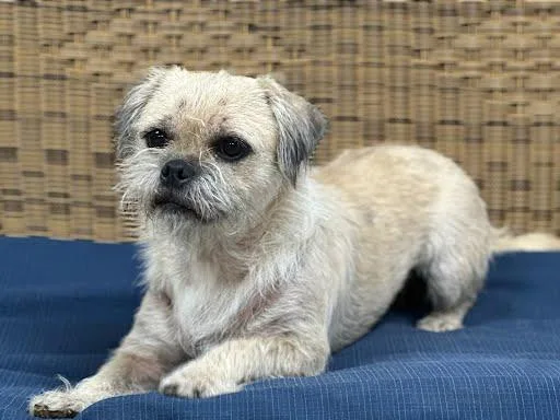 An adult small-sized female Apricot / Beige Pug dog named Bella for adoption in Marshall, TX