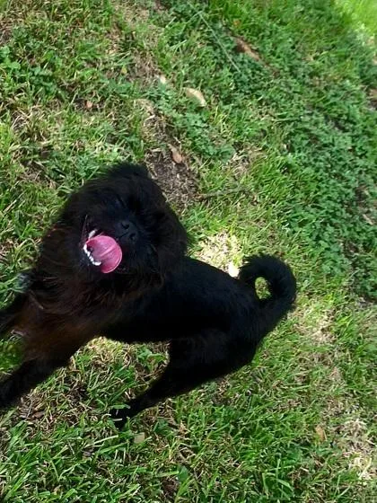 An adult small-sized male Terrier dog named Expert for adoption in Houston, TX