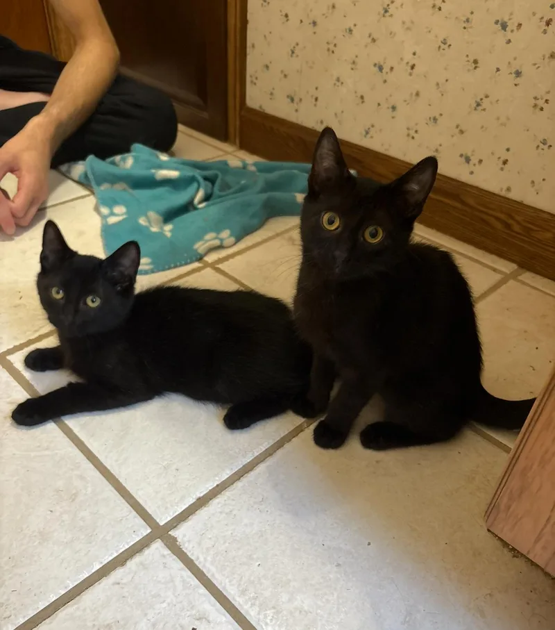 A young medium-sized male Black Domestic Short Hair cat named Jam and sister Jazz for adoption in Oberlin, OH