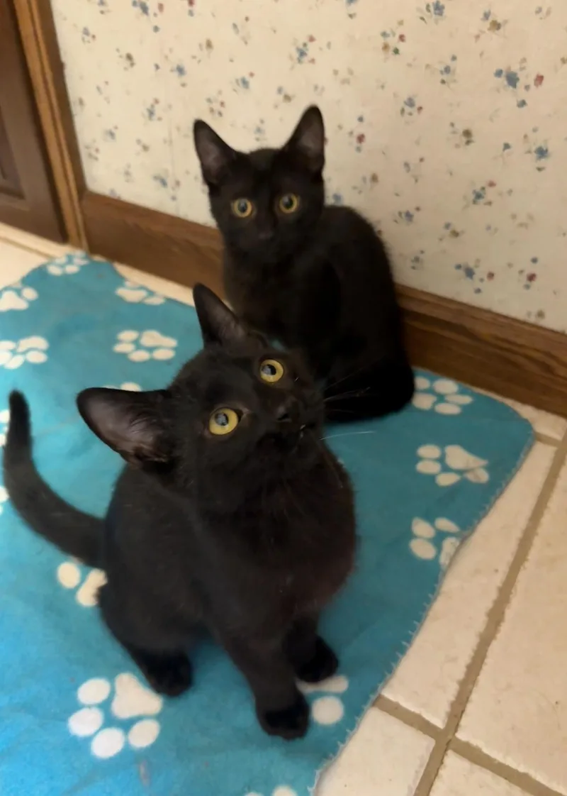 Jam and sister Jazz thumbnail 3