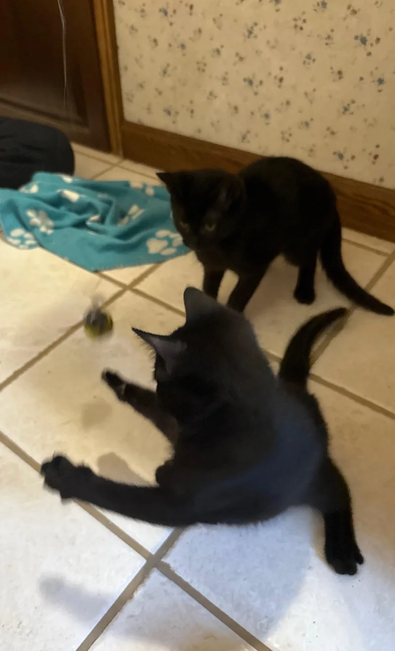 Jam and sister Jazz thumbnail 4