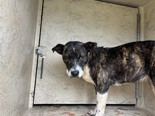 A young medium-sized female Pit Bull Terrier dog named A for adoption in Oklahoma City, OK