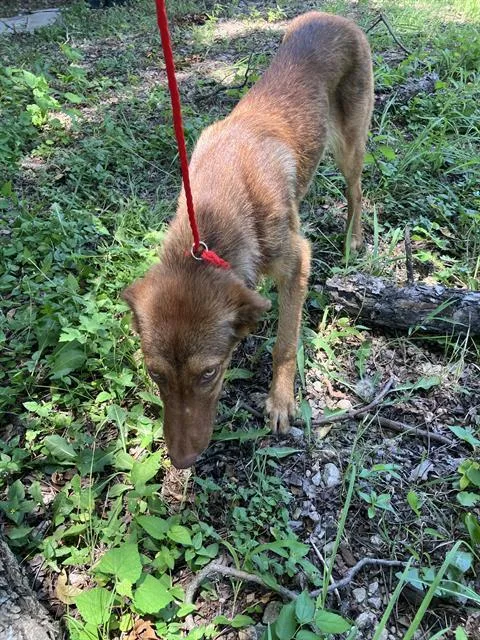 A young large-sized female Mixed Breed dog named Georgia for adoption in Dallas, TX
