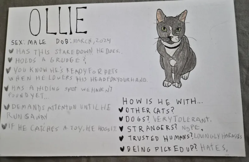 An adult medium-sized male Gray & White Domestic Short Hair cat named Ollie for adoption in Crockett, CA