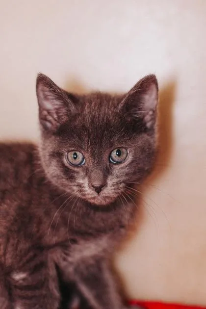 A young small-sized female Domestic Short Hair cat named A Flute PetSmart James for adoption in North Charleston, SC