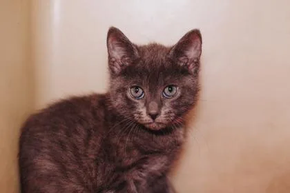 A Flute PetSmart James thumbnail 2